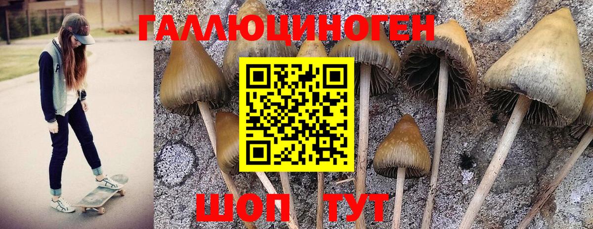 Люберцы  Псилоцибиновые грибы GOLDEN TEACHER  Вход с VPN  Псилоцибиновые грибы ЛСД 